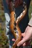 Corn snake (Elaphe guttata guttata)