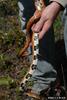 Corn snake (Elaphe guttata guttata)