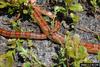 Corn snake (Elaphe guttata guttata)