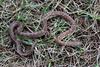 Corn snake (Elaphe guttata guttata)