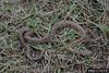 Corn snake (Elaphe guttata guttata)