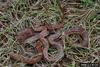 Corn snake (Elaphe guttata guttata)