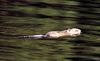 Common Muskrat (Ondatra zibethicus)