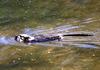 Common Muskrat (Ondatra zibethicus)