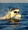 seal meal