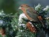 [Daily Photos] Crossbill Feeding on Fir Cones