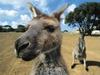 [Daily Photos] Curious Kangaroos