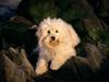 [Daily Photos] Dog Days on the Rocks