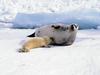 [Daily Photos] Harp Seal Mom with Whitecoat