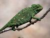 [Daily Photos] Mediterranean Chameleon, Algarve, Portugal