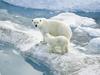 [Daily Photos] Polar Ice - Polar Bear with cub