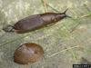 Large Red Slug (Arion rufus)