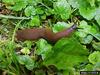 Large Red Slug (Arion rufus)