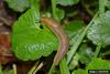 Dusky Slug (Arion subfuscus)