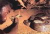 Snake Hunter