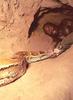 Snake Hunter