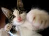 Boxing cat