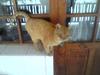 lazy cat
