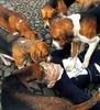 Five dogs