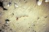 Whelk (Melongenidae) egg case