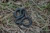 Southern Black Racer (Coluber constrictor priapus) juvenile