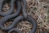 Southern Black Racer (Coluber constrictor priapus) juvenile