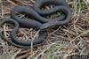 Southern Black Racer (Coluber constrictor priapus) juvenile