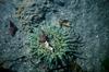 Green Sea Anemone