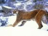 mountain lion