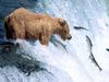 Salmon fishing