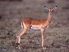 Antelope