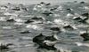 Dolphins