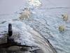 Polar bear's visiting to a submarine