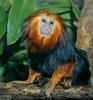 Golden-headed Lion Tamarin (Leontopithecus chrysomelas)2345