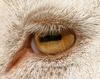 Goat's eye