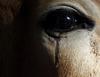 Cow's eye