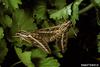 White-lined Sphinx Moth (Celerio lineata)