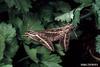 White-lined Sphinx Moth (Celerio lineata)