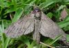 Catalpa Sphinx (Ceratomia catalpae)