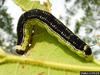 Catalpa Sphinx (Ceratomia catalpae) larva