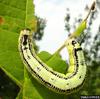 Catalpa Sphinx (Ceratomia catalpae) larva