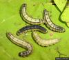 Catalpa Sphinx (Ceratomia catalpae) larvae