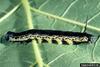 Catalpa Sphinx (Ceratomia catalpae) larva