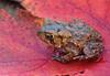 American Toad (Bufo americanus)