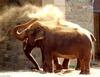 Asian Elephant (Elephas maximus)404