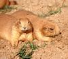 Cynomys ludovicianus (Black-tailed Prairie Dog)2043