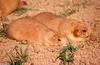 Cynomys ludovicianus (Black-tailed Prairie Dog)2046