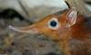 Giant Elephant Shrew (Rhynchocyon petersi)001