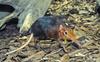 Giant Elephant Shrew (Rhynchocyon petersi)003