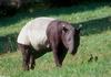 Malayan Tapir (Tapirus indicus)0002